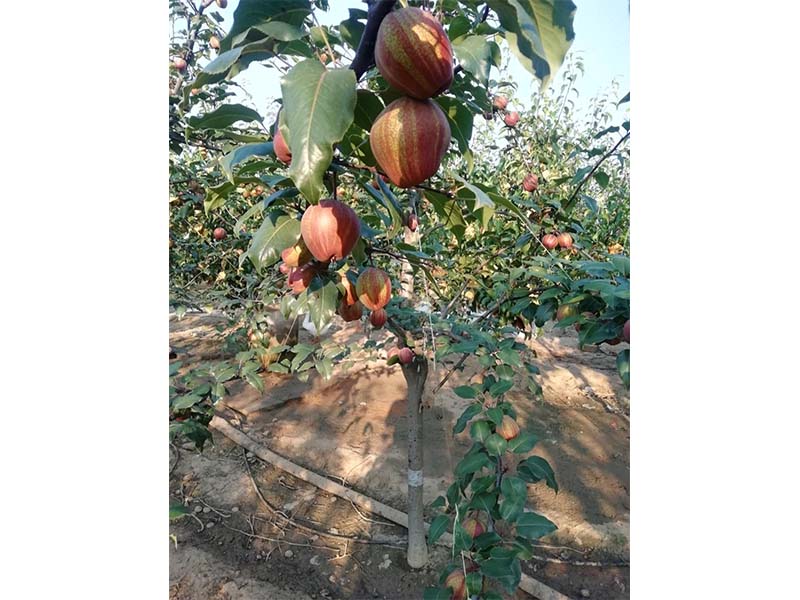 早酥紅梨樹苗